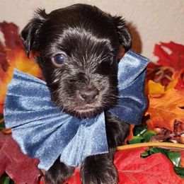 AUSTIN - Black male Maltipoo puppy in Palmdale, California from J Designer Puppies