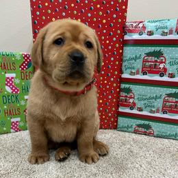 Red - Yellow female Labrador Retriever puppy in Iowa City, Iowa from Country Road Acres