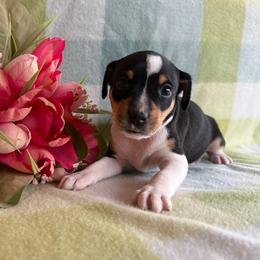 Lily - Black white and tan female Rat Terrier puppy in Lebanon, Virginia from Majestic Valley Farms