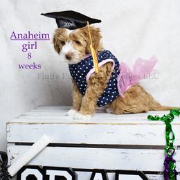 Anaheim (purple collar) girl - Apricot female Goldendoodle puppy in Corona, California from Fluffy Puppy Mini Doodles LLC