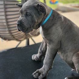 Cane Corso Puppies from Jolaw Kennel