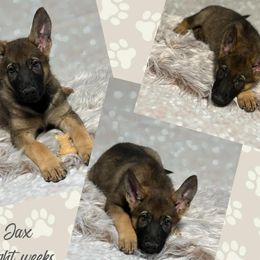 German Shepherd Puppies from Pocono GSD