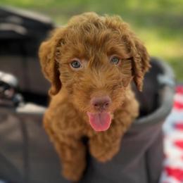Oliver, Blue Collar - Red  male Goldendoodle puppy in Valley Center, Kansas from The Goldendoodle Gal