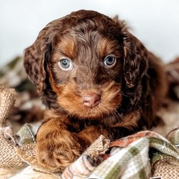 Cedar - Chocolate male Australian Labradoodle puppy in Decatur, Alabama from Southern Meadows Doodles