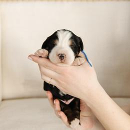 'Bobby' Blue Collar Male - Tri-color male Bernedoodle puppy in Kamas, Utah from A + E Farms