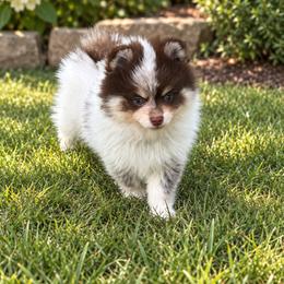 Rare choc and tan roan beauty - Chocolate and tan male Pomeranian puppy in Bourbonnais, Illinois from T & D Poms