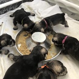 Miniature Schnauzer Puppies from MoonShadows Miniature Schnauzers