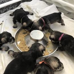 Miniature Schnauzer Puppies from MoonShadows Miniature Schnauzers