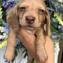 Boy two - Dapple male Dachshund puppy in Payette, Idaho from NT Mini Doxies