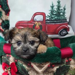 Midwest Mini Amaretto - Sable female Mi-Ki puppy in Clearwater, Kansas from Midwest Mini Mi-kis