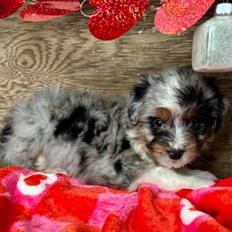Gunnar - Blue merle male Aussiedoodle puppy in Charleston, Arkansas from Lazy S Aussies