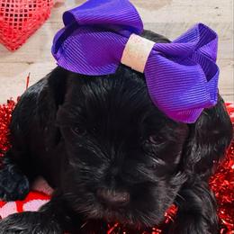 Chloe - Black and white female Cockapoo puppy in Richton, Mississippi from Magnolia Hill Doodles