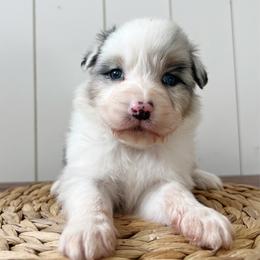 Sizzle - Blue merle male Australian Shepherd puppy in Kearney, Nebraska from Helix Aussies