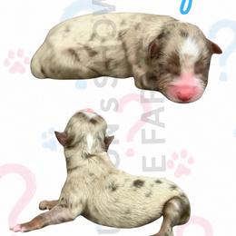 Mischief - Red merle male Miniature Australian Shepherd puppy in Oronogo, Missouri from Dutton's Show Me Farms