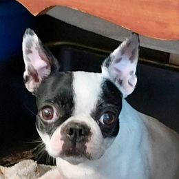 Luna - French Bulldog