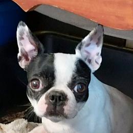Luna - French Bulldog