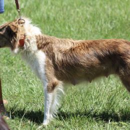 Border Collies and Miniature American Shepherds from Sagehill Agility