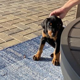 Doberman Pinscher Puppies from TeatreeDoberman