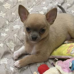 Dusty - Blue fawn male Chihuahua puppy in East Syracuse, New York from Blissful’s Chihuahuas