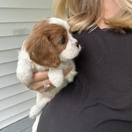 Cavalier King Charles Spaniel Puppies from Cane Creek Cavaliers