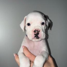 Madison - White female Boxer puppy in Jamesville, New York from Reynolds Homestead Boxers