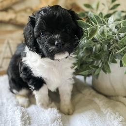 Cavapoo and Havapoo Puppies from Perfectly Playful Doodles