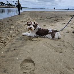 Miniature Schnauzer All Grown Up from Feshia Mosley