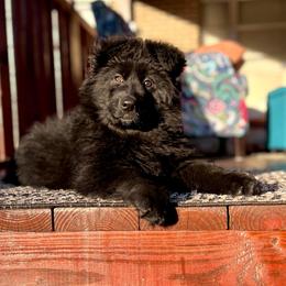 German Shepherd Puppies from Tabor Springs GSD