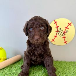 Mo - Chocolate female Labradoodle puppy in Adams, Nebraska from Boxcar Doodles and Poodles