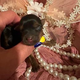 Dolly Rose (AKC Tiny) - Black and tan female Yorkshire Terrier puppy in Fairview, West Virginia from Prims Puppies LLC