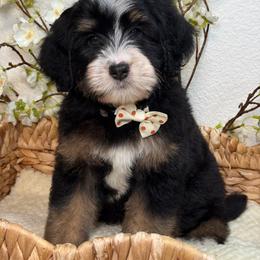 Ziggy - Tri-color male Bernedoodle puppy in Yuciapa, California from AlltheDoodlez_