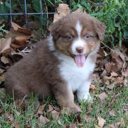 Auburn - Red tri-color female Australian Shepherd puppy in Kansas, Oklahoma from Windy G Farm
