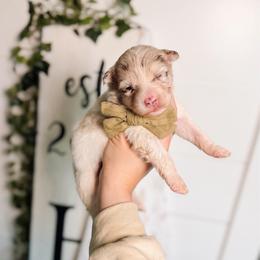 Pip - Merle female Pomsky puppy in Cleveland, Ohio from Lake Point Pomskies