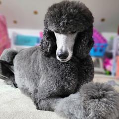 Cordelia - Poodle