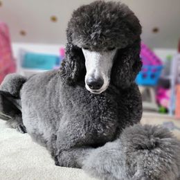 Cordelia - Poodle
