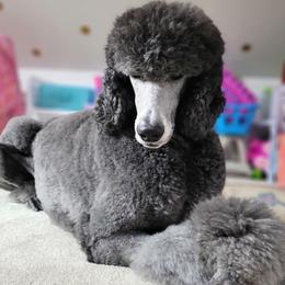 Cordelia - Poodle