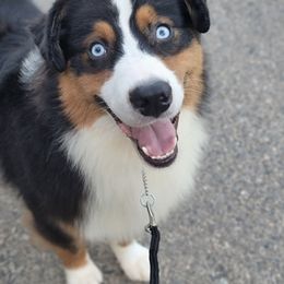 EDDIE - Australian Shepherd
