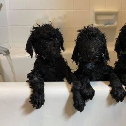 Poodles from CindyJeans Standard Poodles