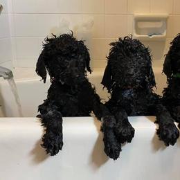 Poodles from CindyJeans Standard Poodles