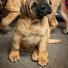 Bullmastiff and French Bulldog Puppies from Big Bully Nation