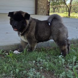 Akita Puppies from Folklore Akitas