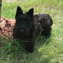 Zara - Scottish Terrier