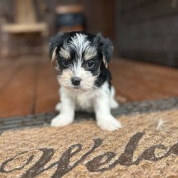 Prancer - Black & tan tri-color male Morkie puppy in Oakland, Kentucky from Imperial Dogs