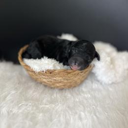 Noodle - White and black male Bordoodle puppy in Valley Center, California from Circle R Valley Bordoodls