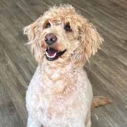 Mila - Labradoodle