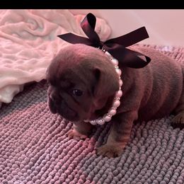 French Bulldog Puppies from Sandy Paws Frenchies LLC