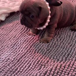 French Bulldog Puppies from Sandy Paws Frenchies LLC
