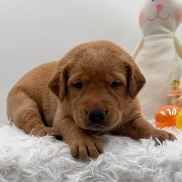 Fuchsia - Yellow female Labrador Retriever puppy in Heath Springs, South Carolina from Rich Hill Retrievers