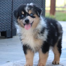 Lucky - Blue merle male Miniature Australian Shepherd puppy in Goliad, Texas from Sassy Lil Aussies and Diamond W Poodles