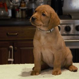 Labrador Retriever Puppies from Pondside Retrievers